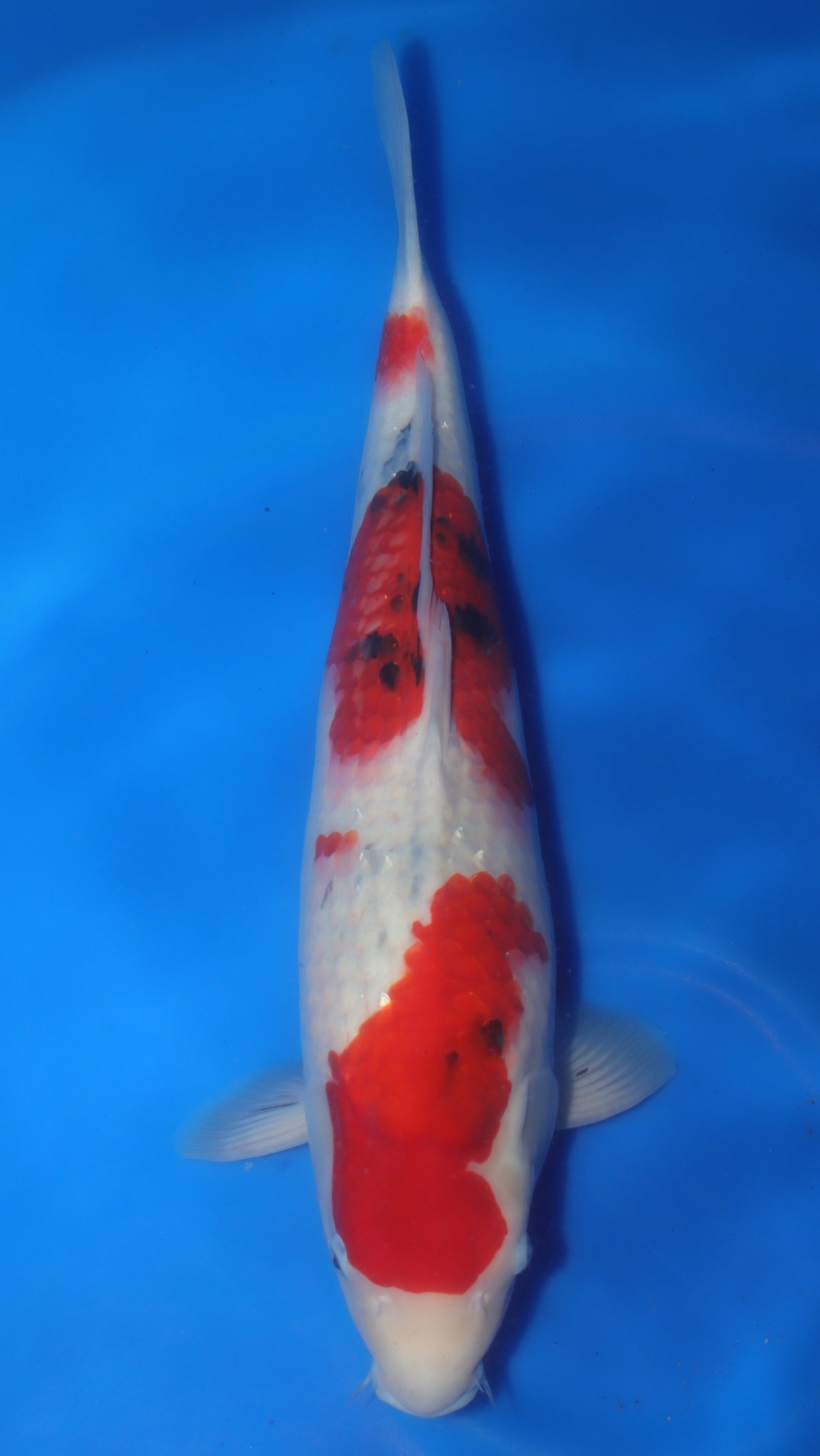 Sanke (Red, White & Black) koi fish 59cm (23") from Sakai Fish Farm for sale at Mystic Koi
