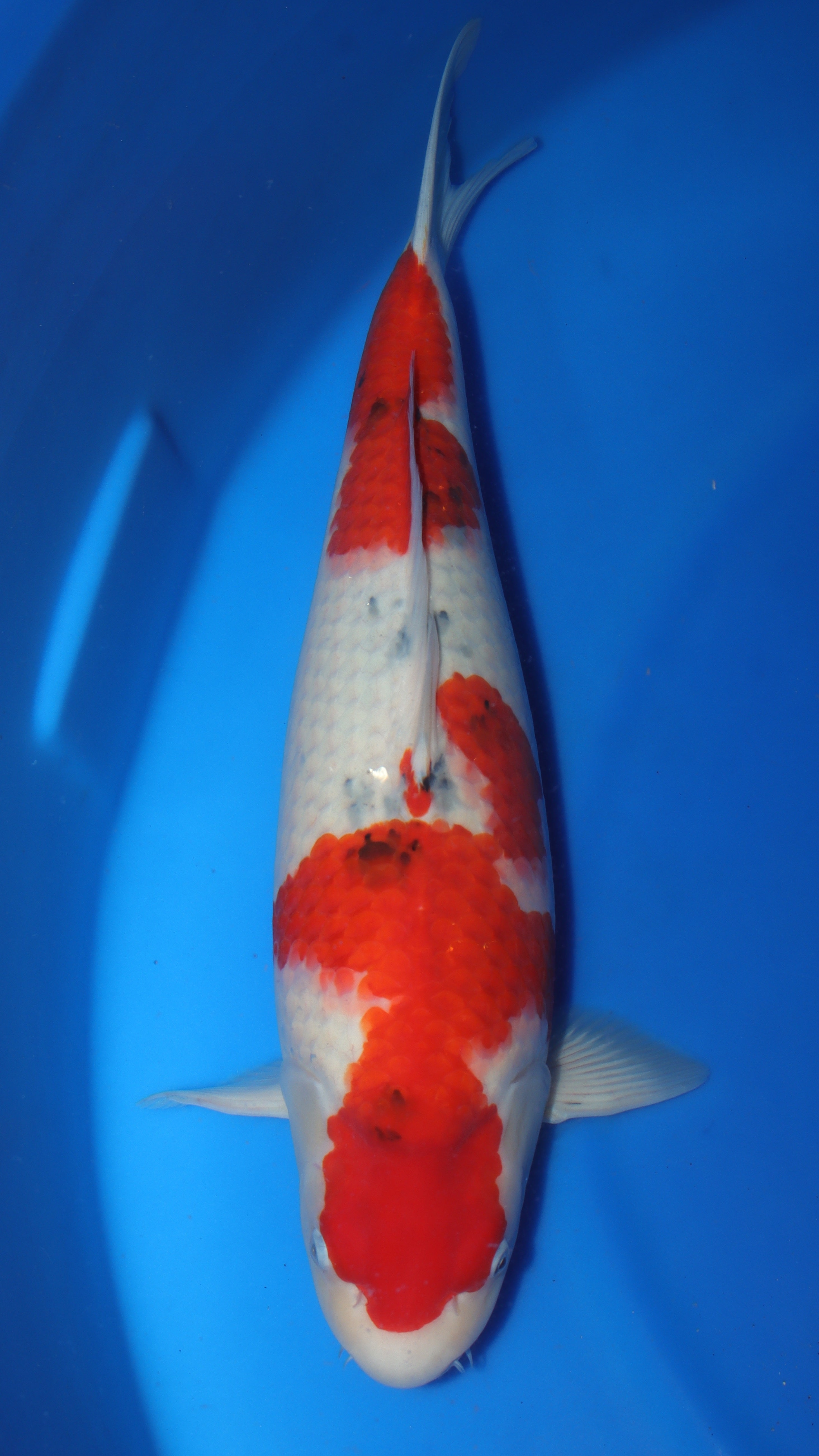 Sanke (Red, White & Black) koi fish 60cm (24") from Sakai Fish Farm for sale at Mystic Koi