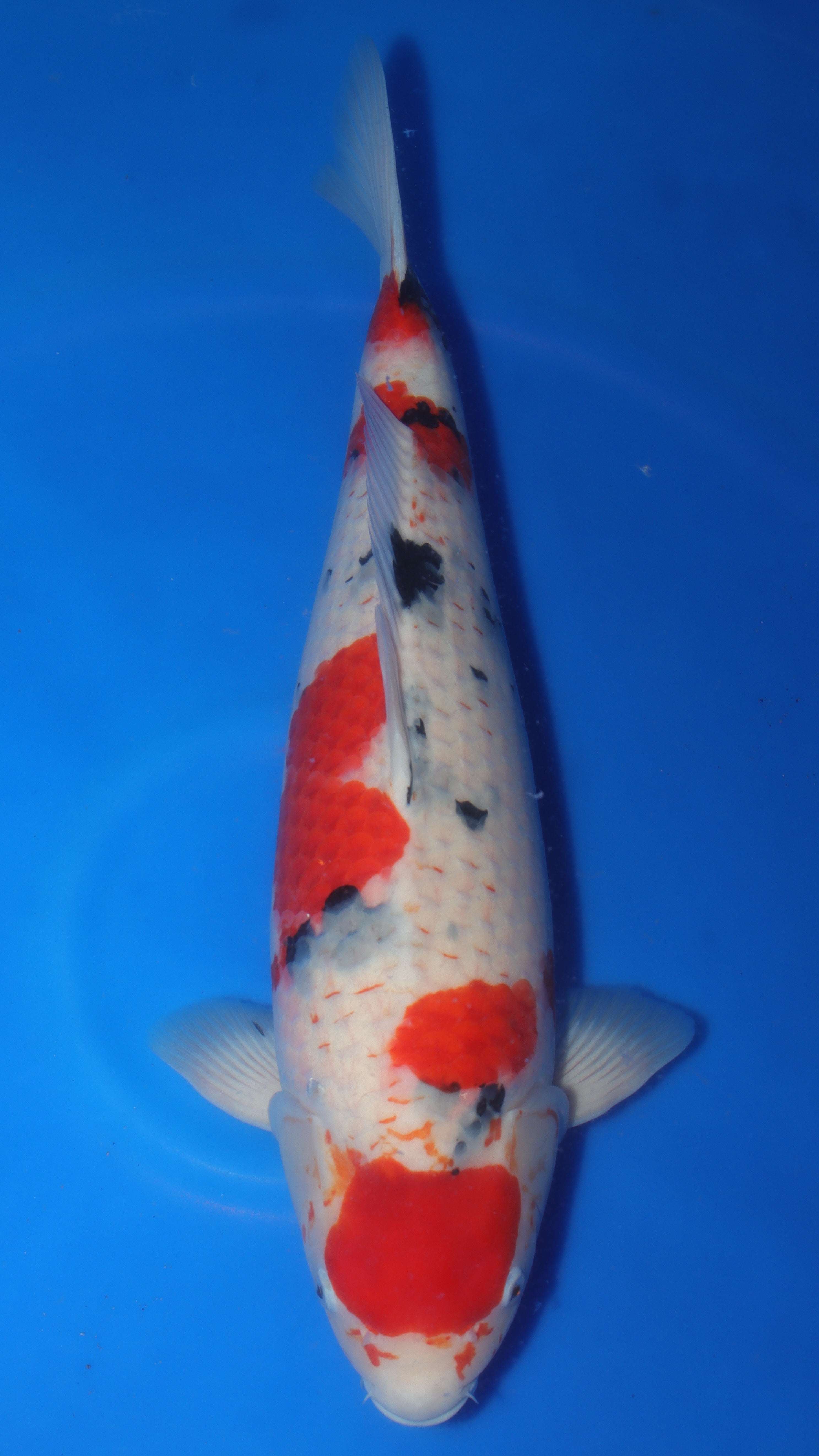 Sanke (Red, White & Black) koi fish 60cm (24") from Sakai Fish Farm for sale at Mystic Koi