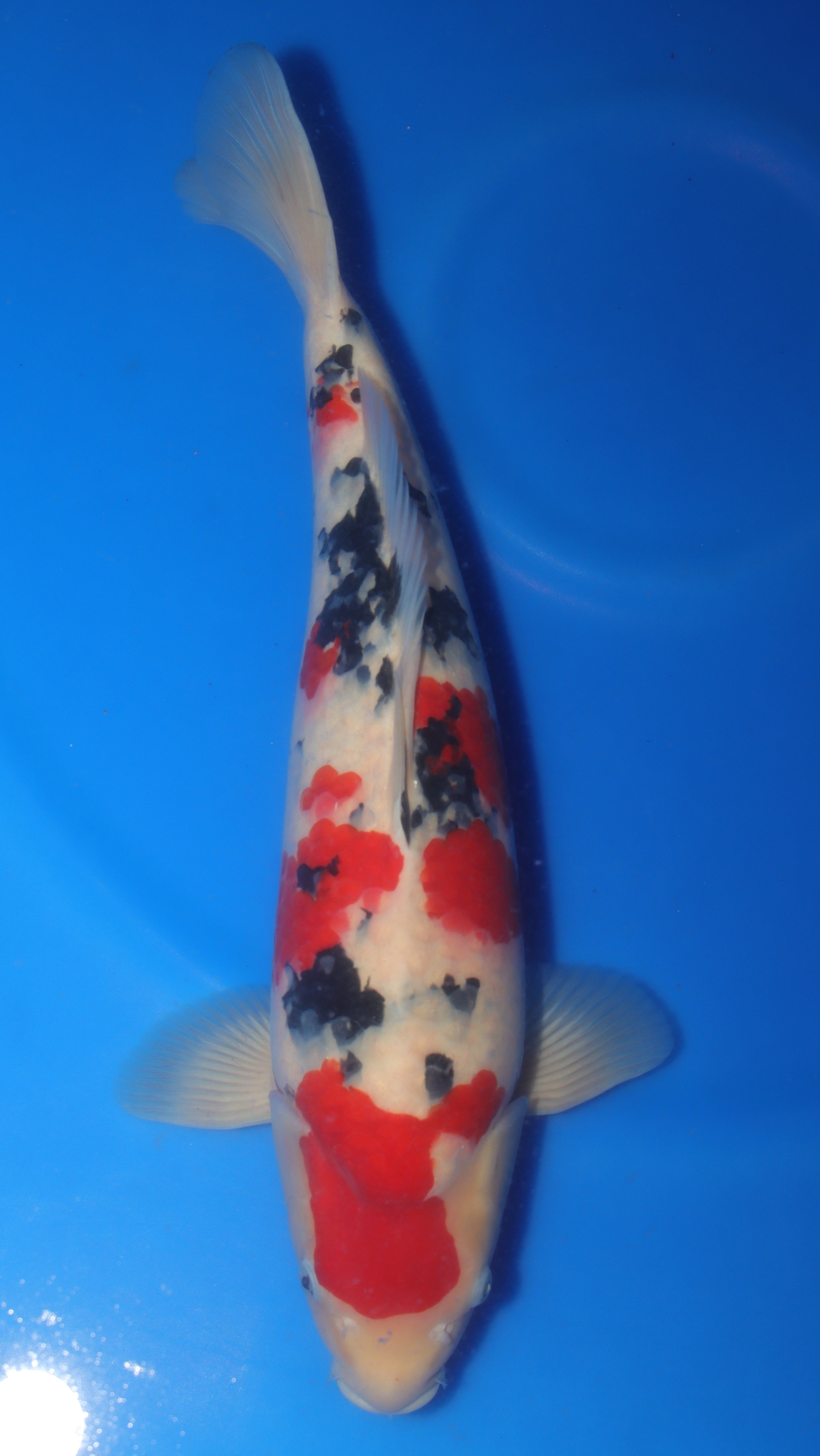 Sanke (Red, White & Black) koi fish 59cm (23") from Sakai Fish Farm for sale at Mystic Koi