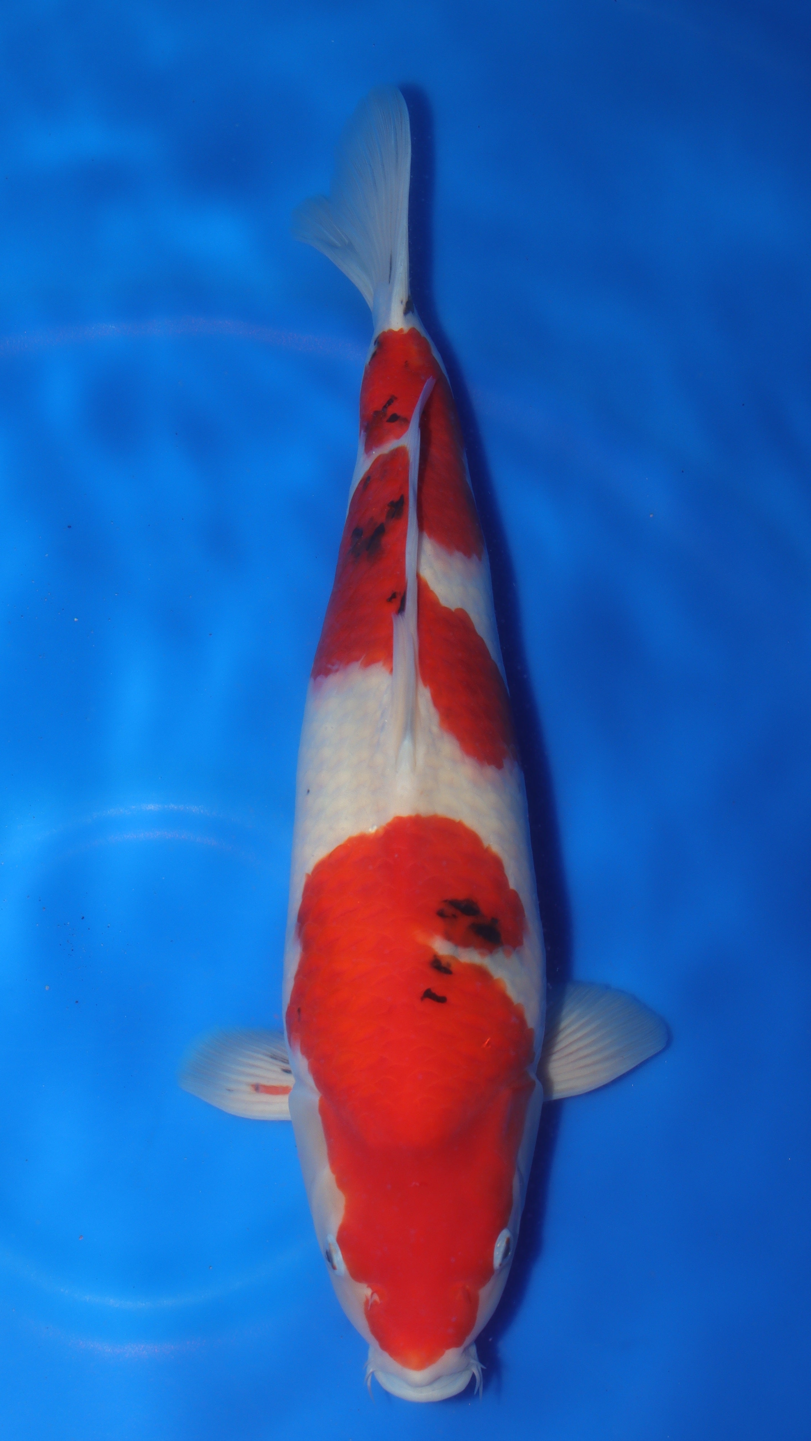 Sanke (Red, White & Black) koi fish 54cm (21") from Sakai Fish Farm for sale at Mystic Koi