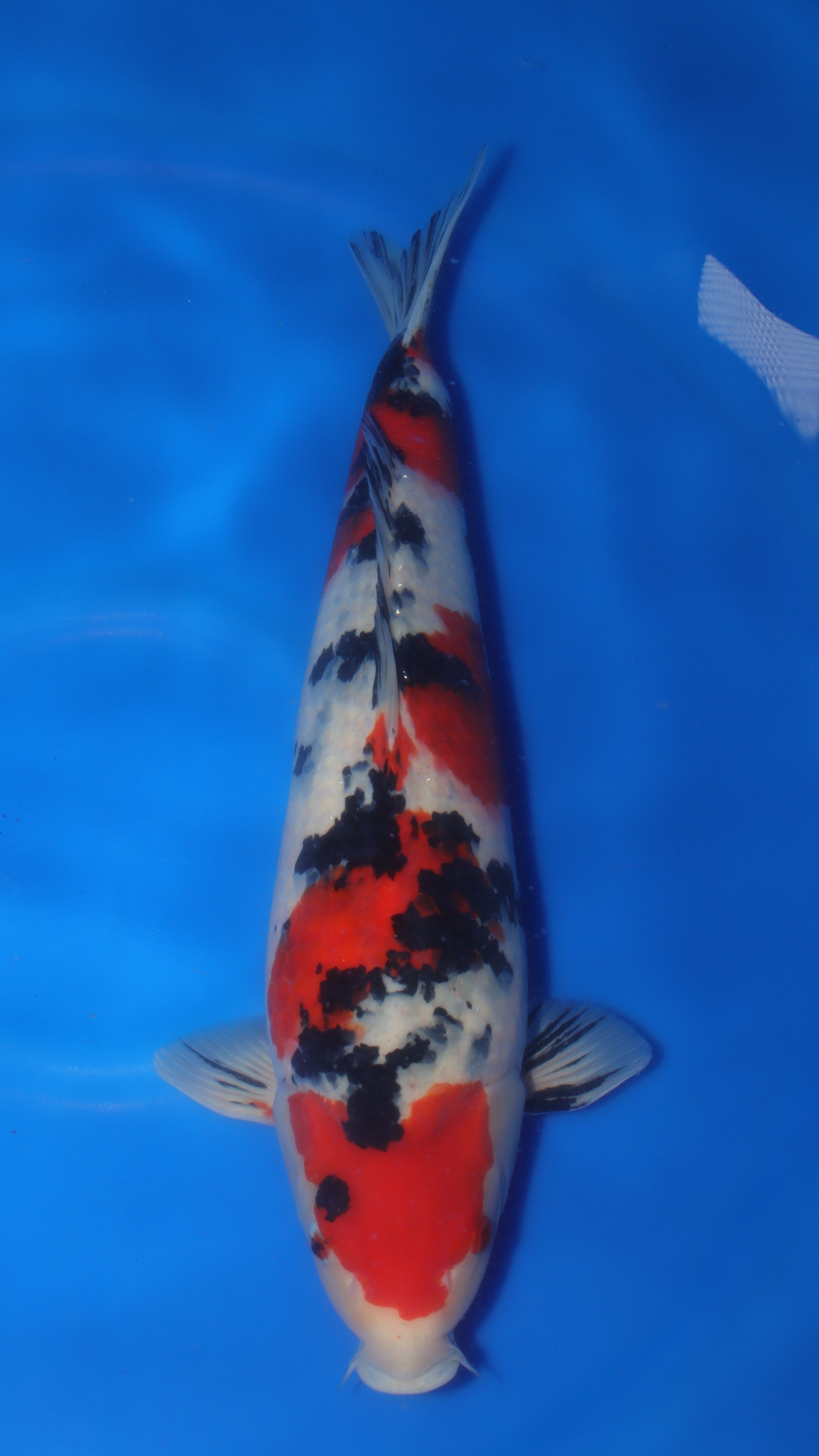 Sanke (Red, White & Black) koi fish 54cm (21") from Sakai Fish Farm for sale at Mystic Koi