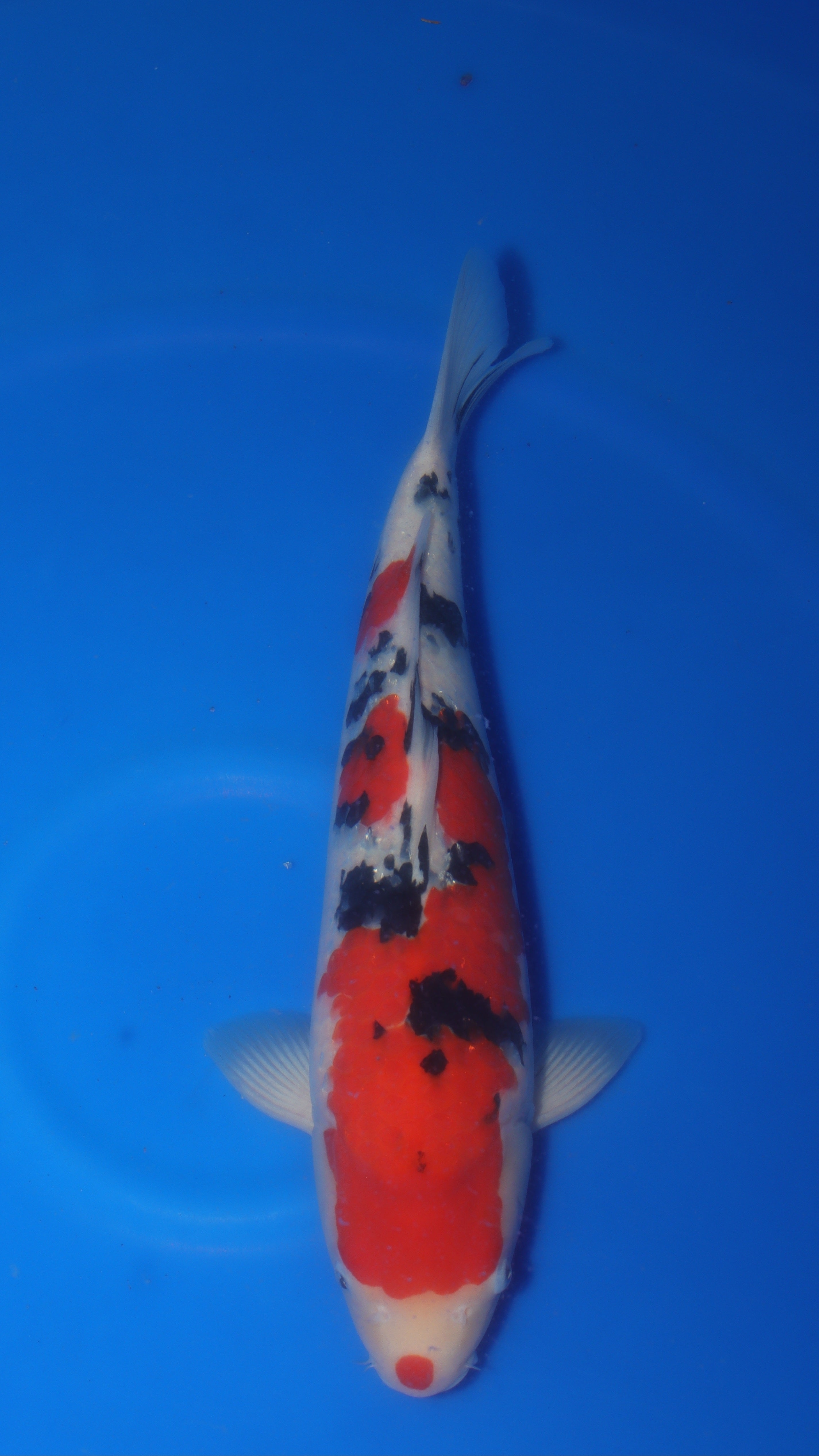 Sanke (Red, White & Black) koi fish 50cm (20") from Sakai Fish Farm for sale at Mystic Koi