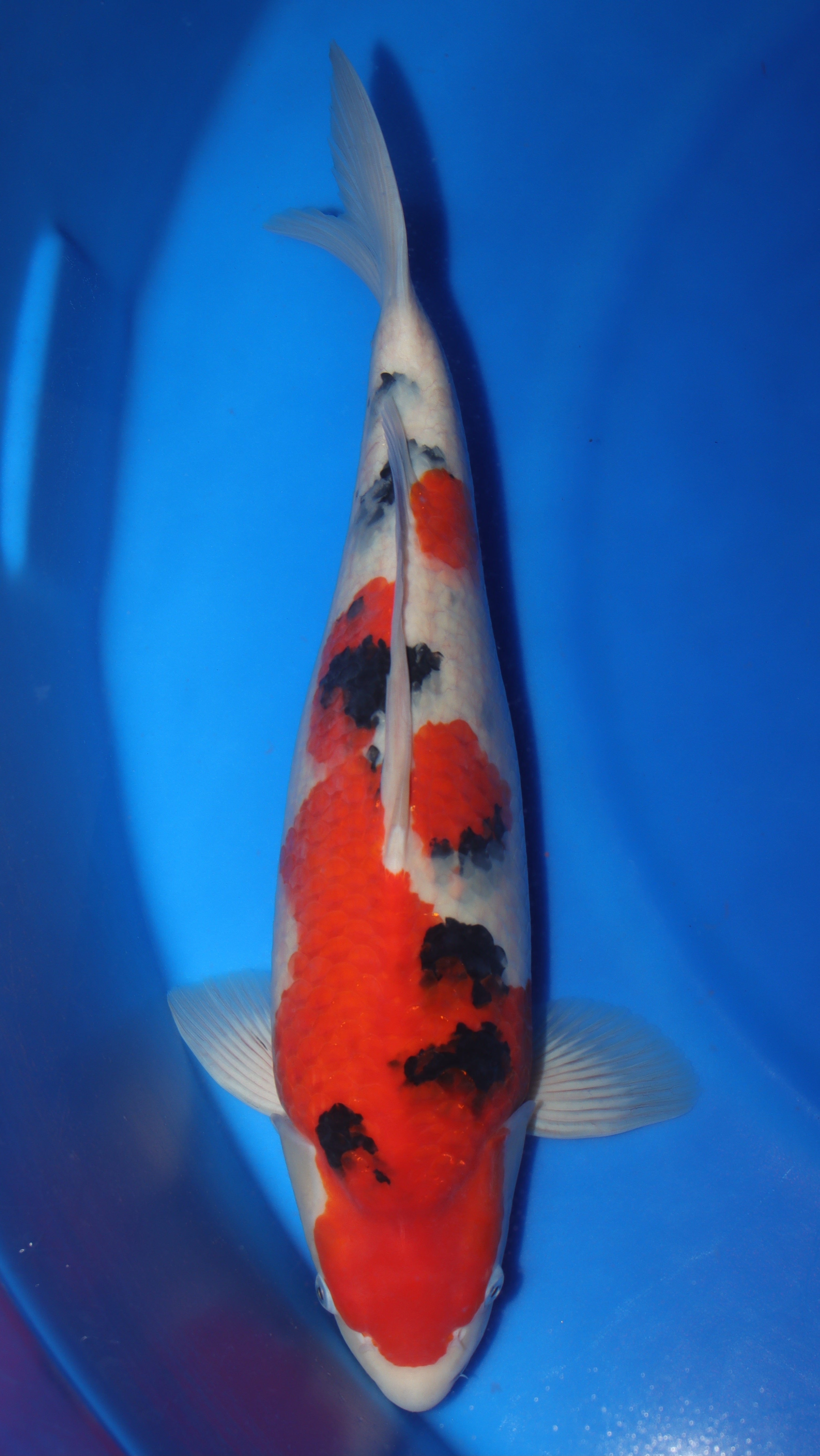 Sanke (Red, White & Black) koi fish 56cm (22") from Sakai Fish Farm for sale at Mystic Koi