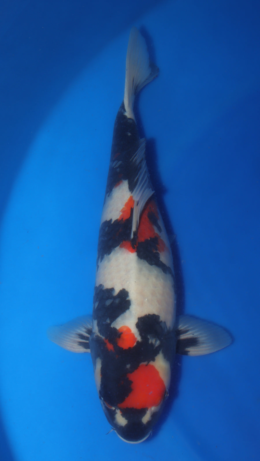 Showa DA-01