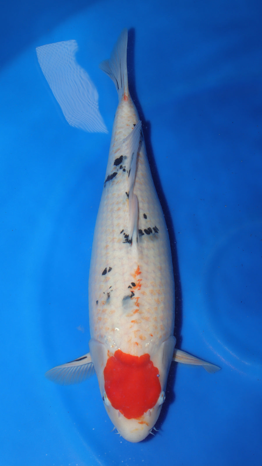 Tancho Sanke SK-23