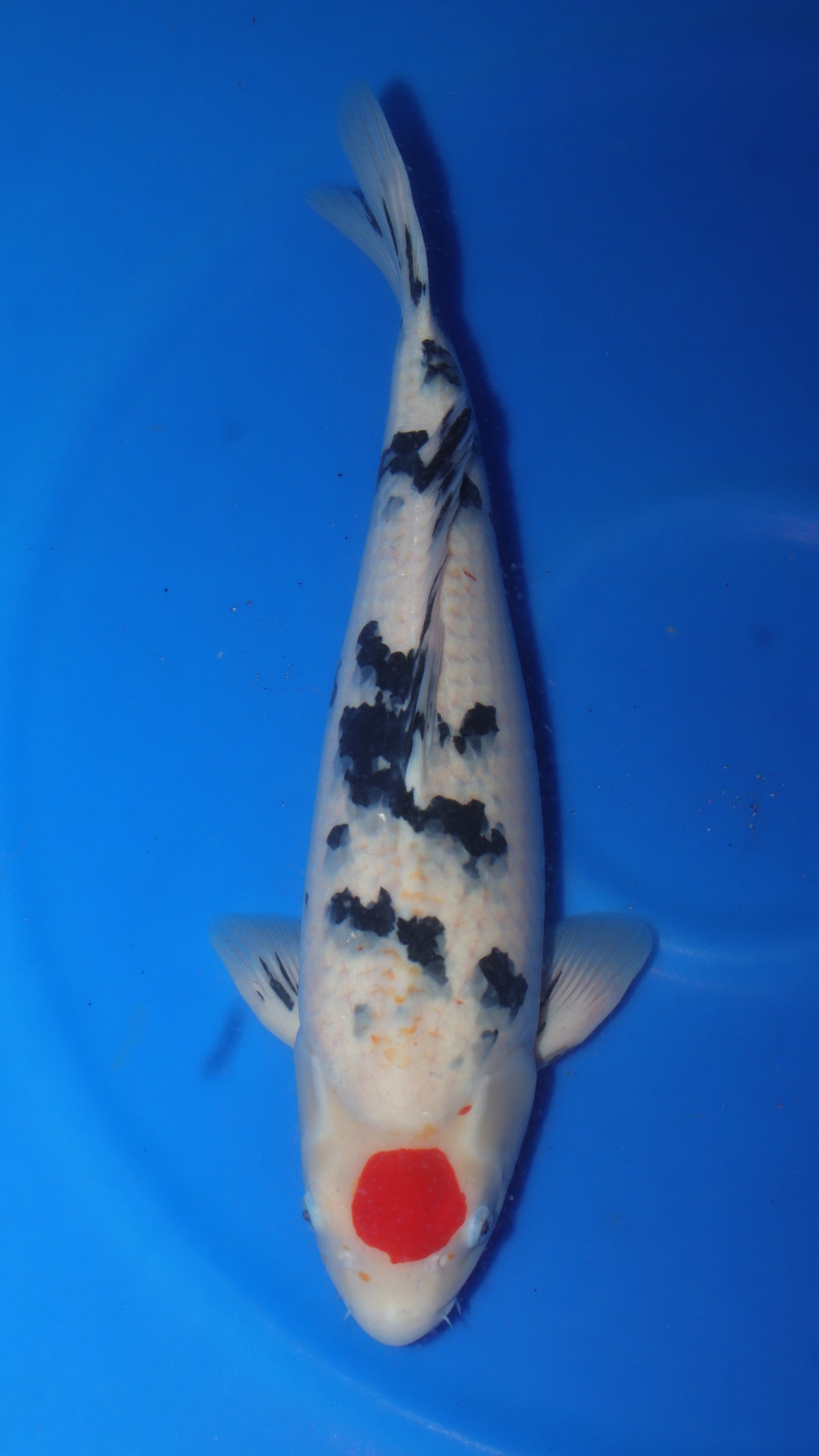 Sanke (Red, White & Black) koi fish 52cm (20") from Sakai Fish Farm for sale at Mystic Koi