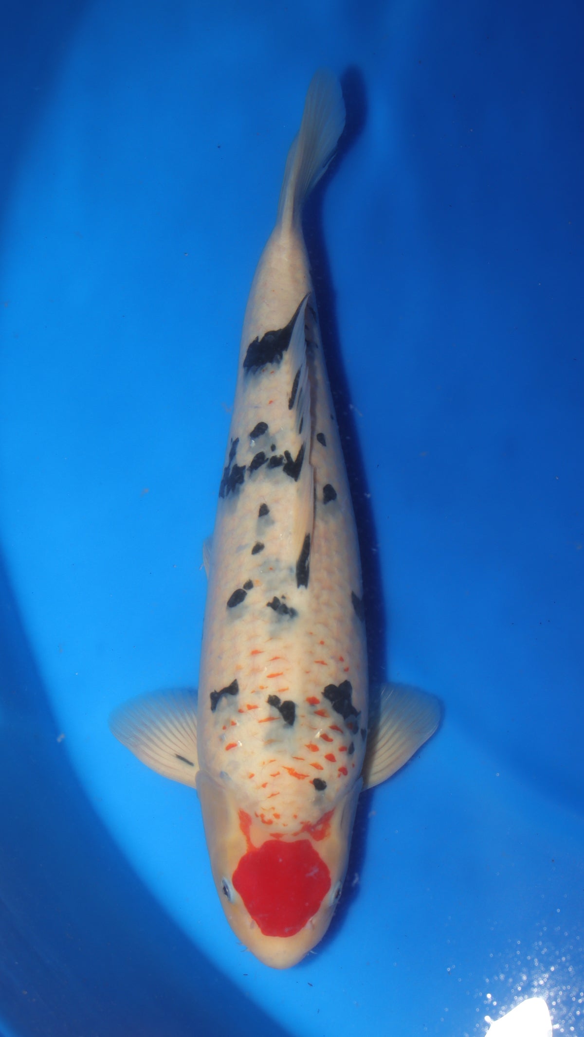 Sanke (Red, White & Black) koi fish 54cm (21") from Sakai Fish Farm for sale at Mystic Koi