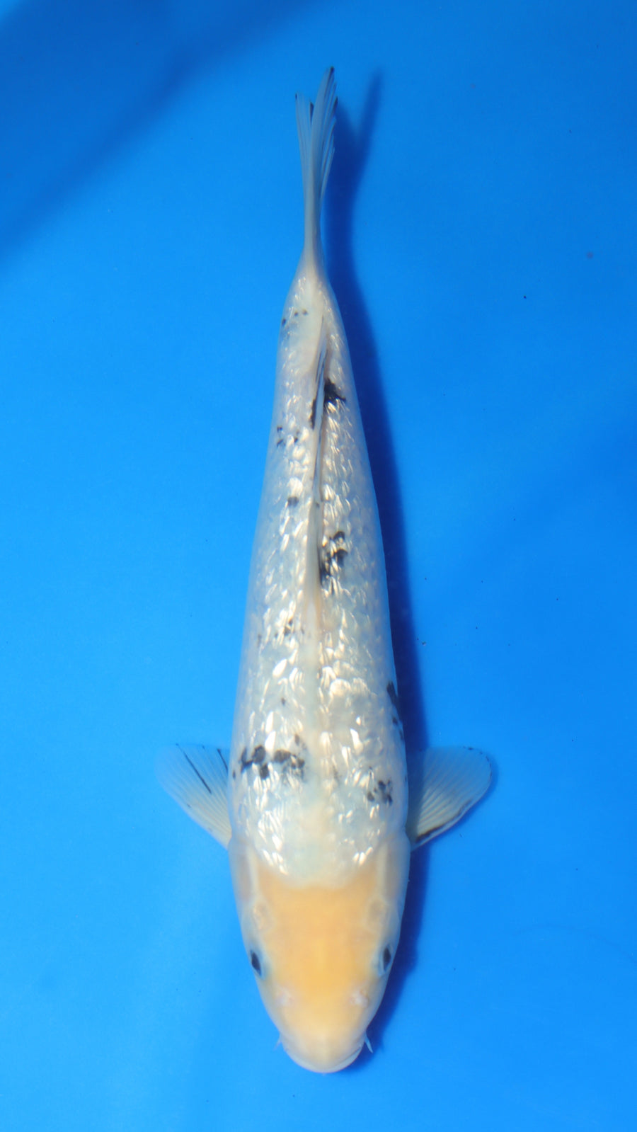 GinRin Bekko TG-03