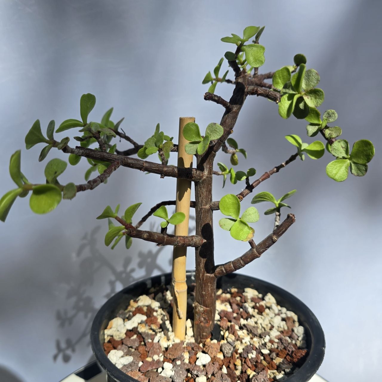 Dwarf Jade Bonsai