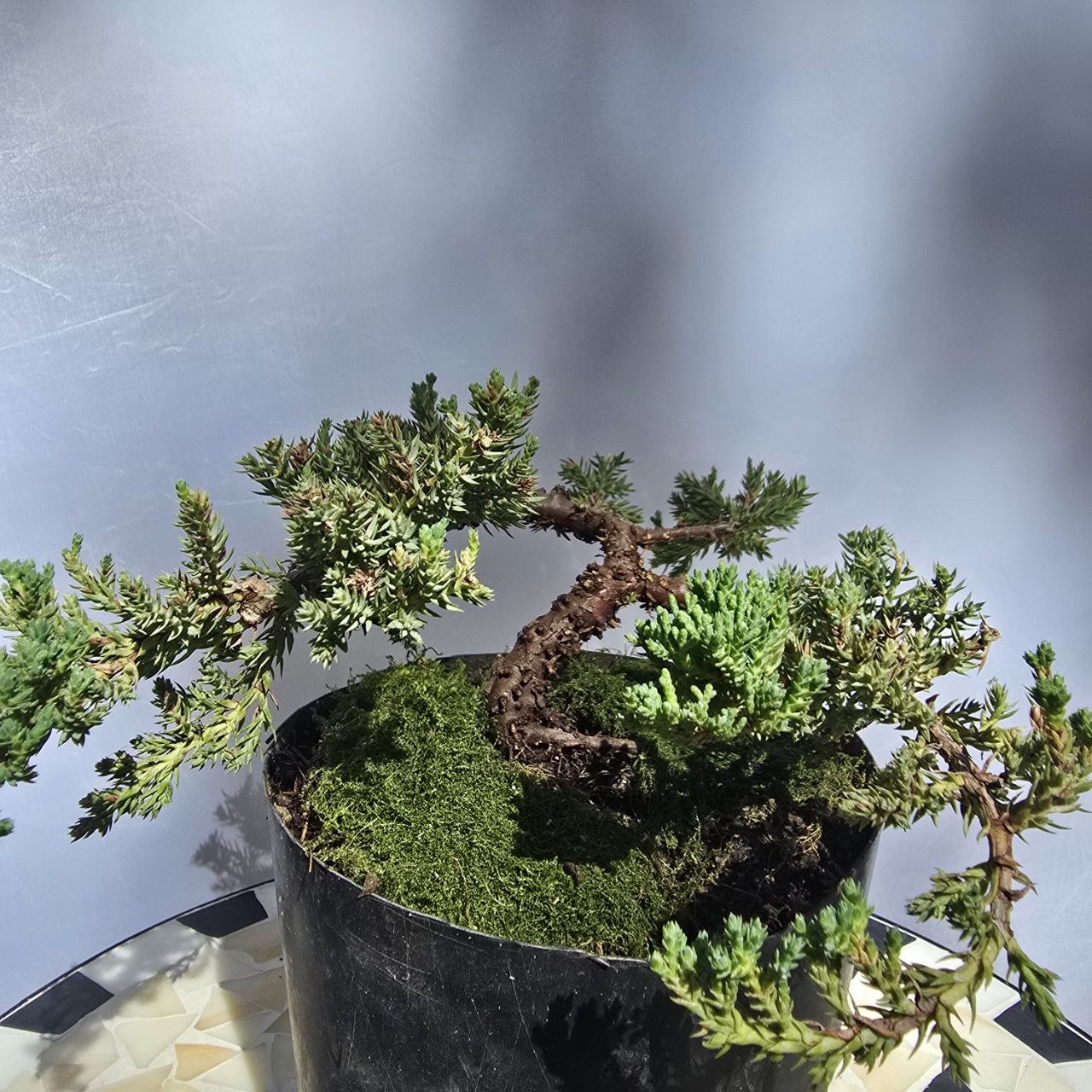 Juniper Bonsai