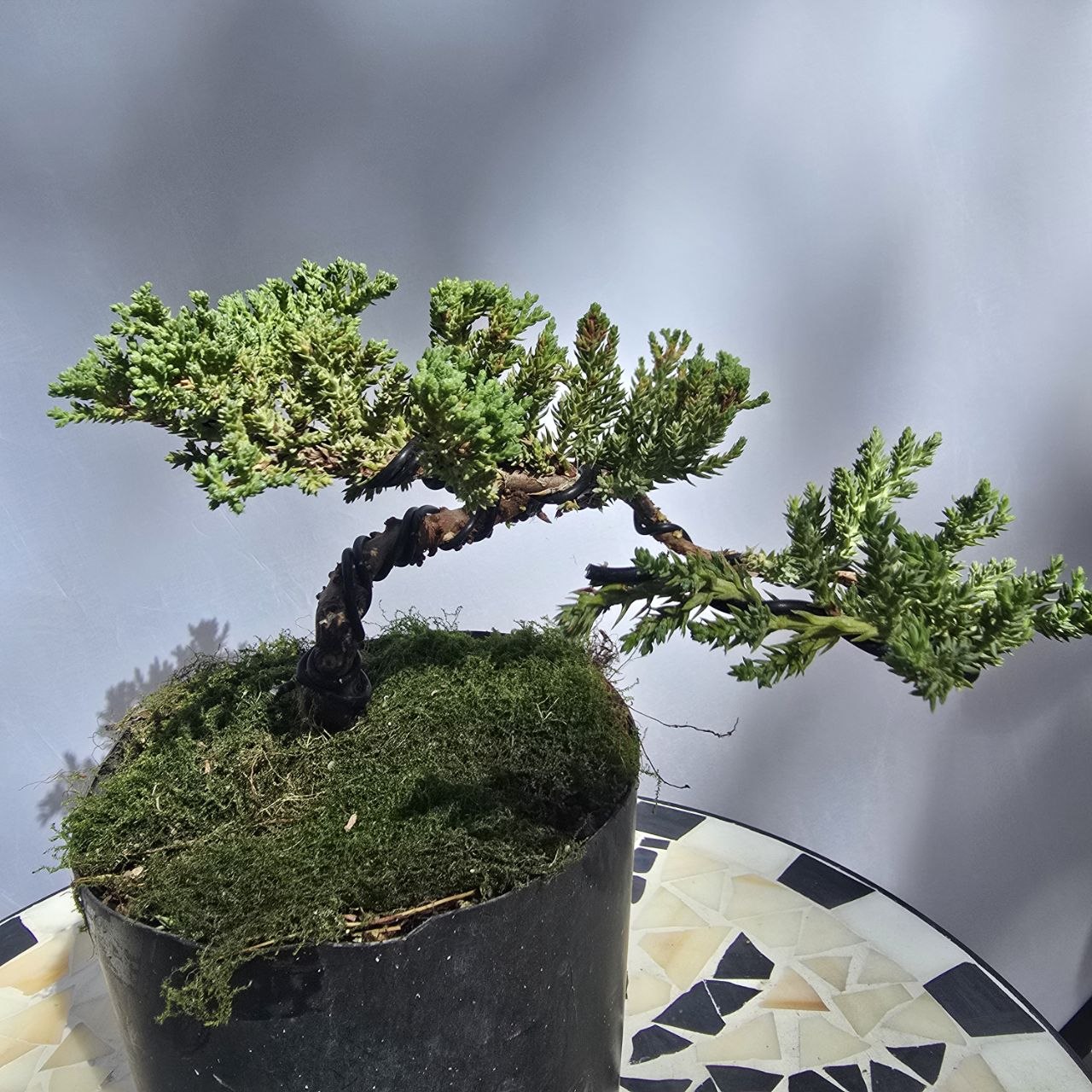 Juniper Bonsai