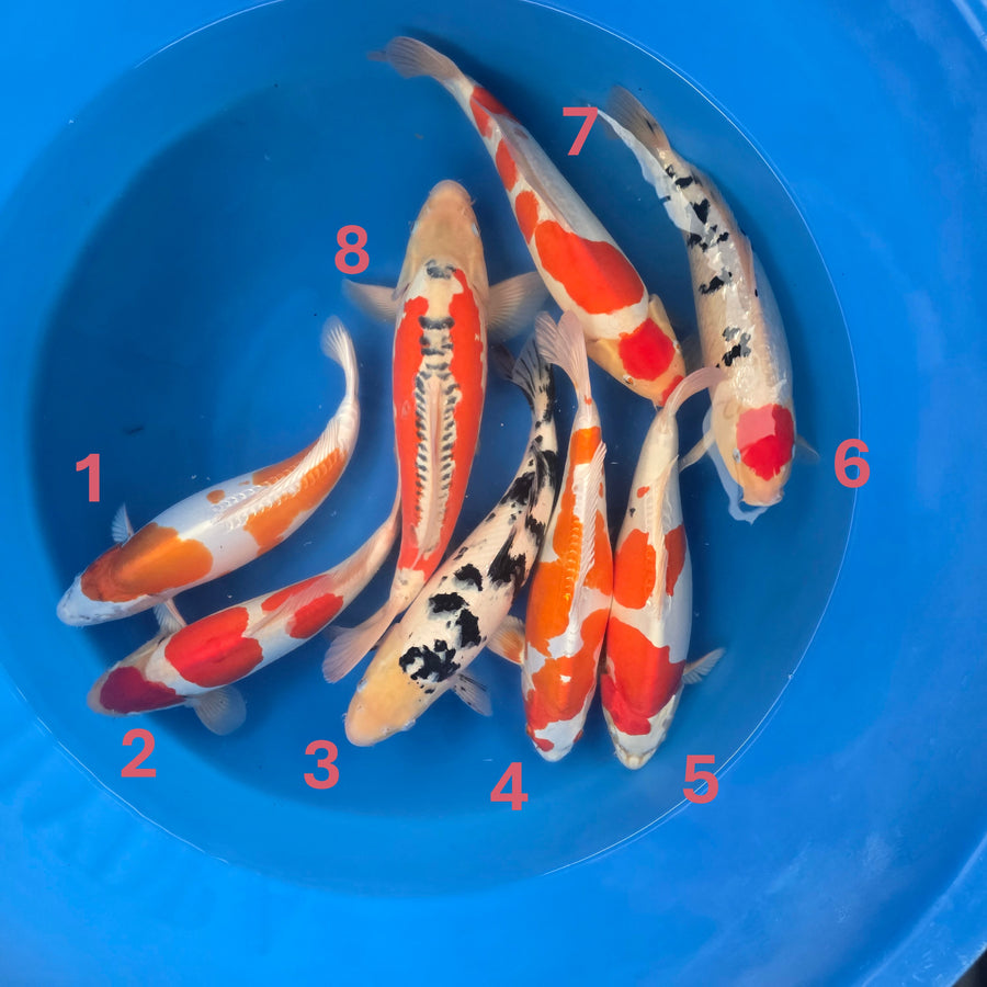 Marusaka Variety Bowl #1