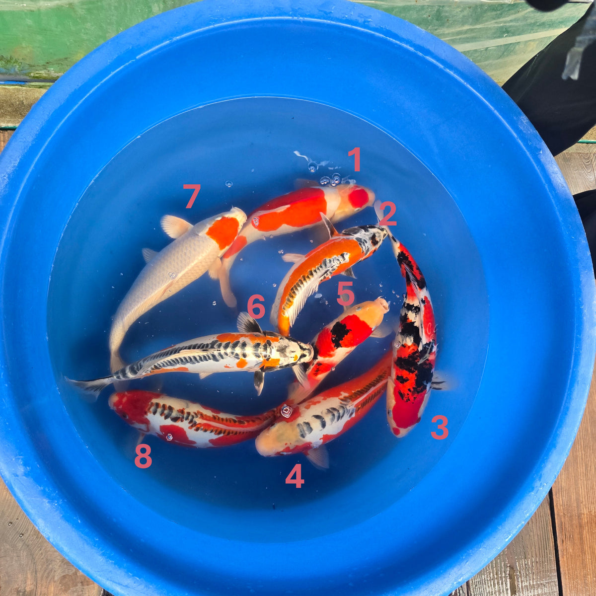 Marusaka Variety Bowl #2 - Japanese koi fish for sale at Mystic Koi