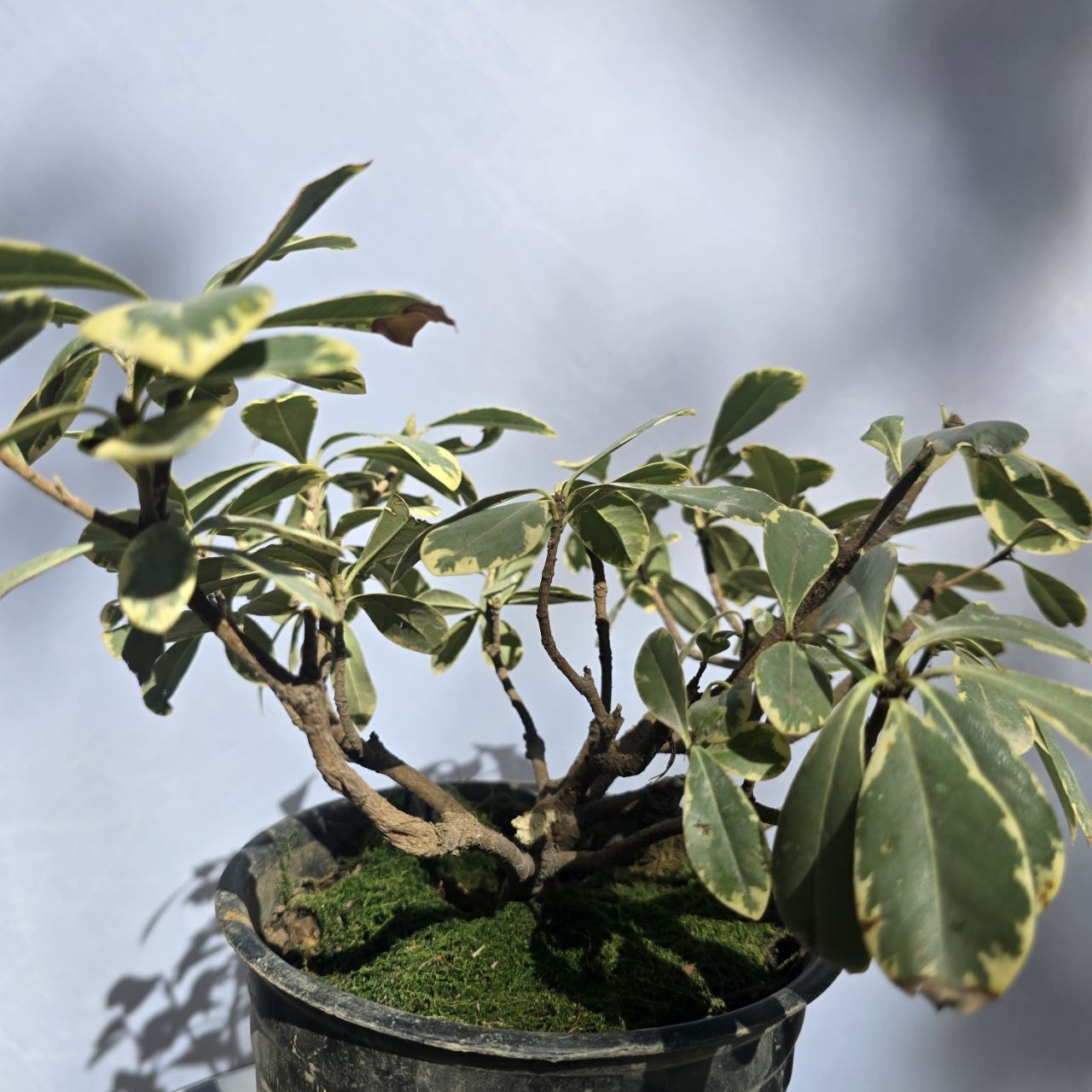 Variegated Pittosporum Bonsai