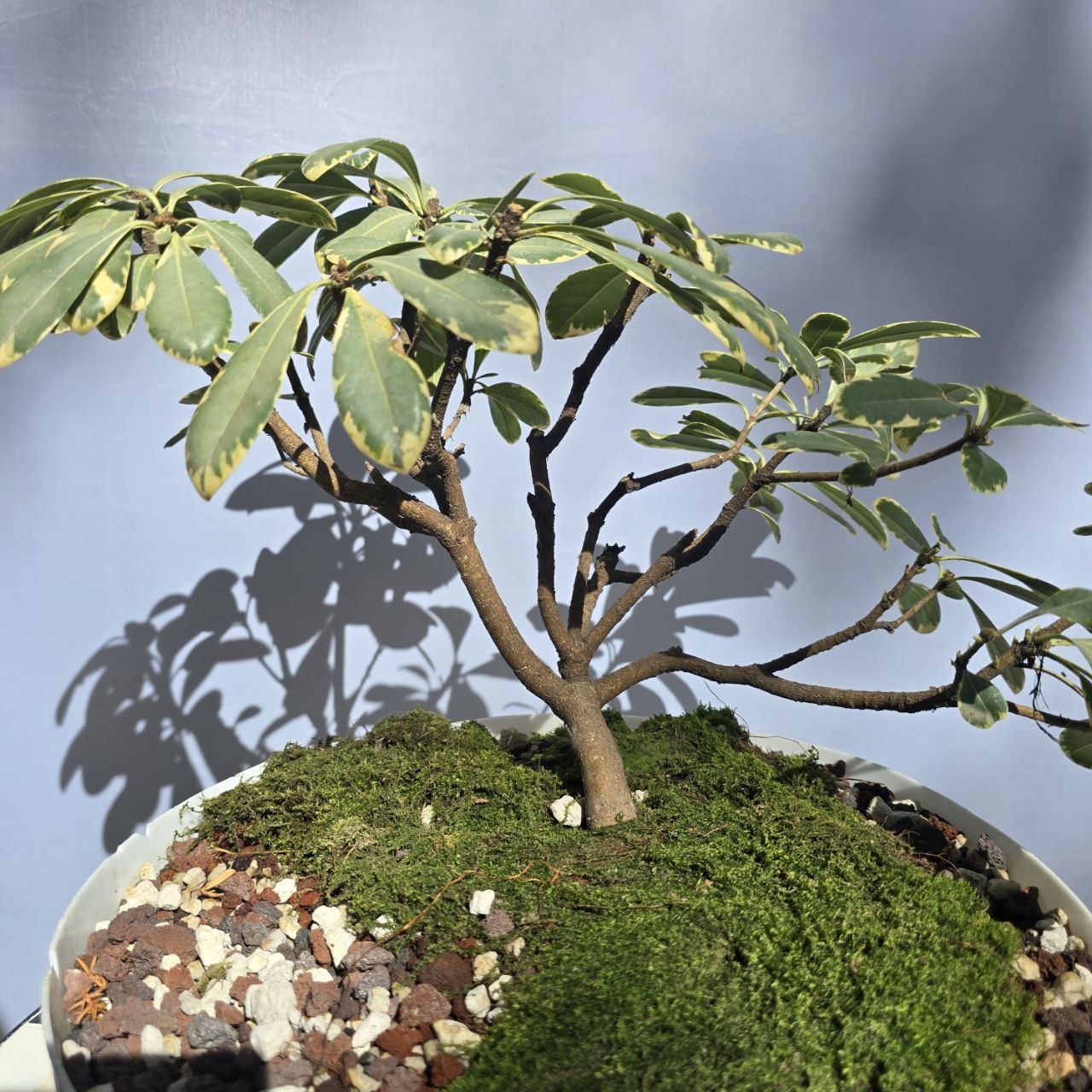 Variegated Pittosporum Bonsai