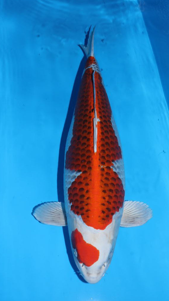Koi Image