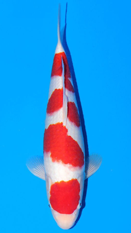 Koi Image
