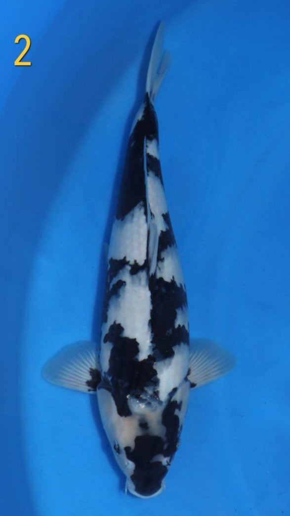 Koi Image