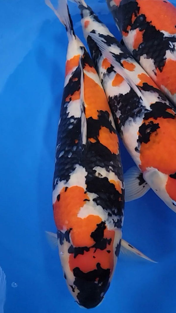 Koi Image