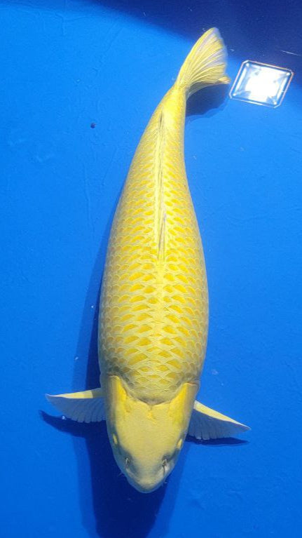 Koi Image