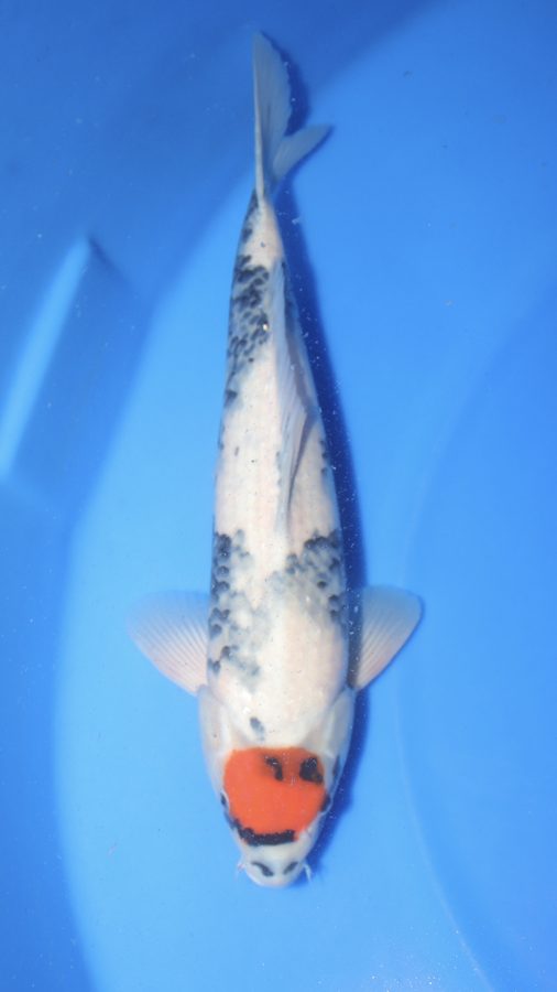 RH-3 Omosako male Tancho Shiro Utsuri koi, 47 cm, for sale at Mystic Koi