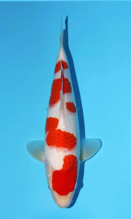 Koi Image