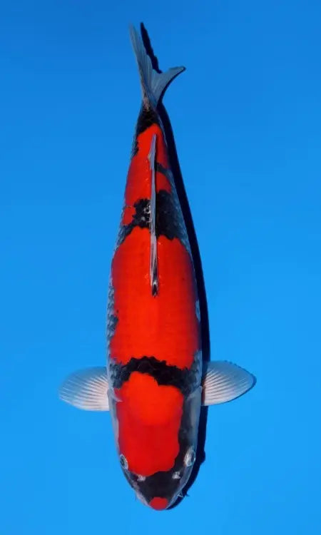 Koi Image