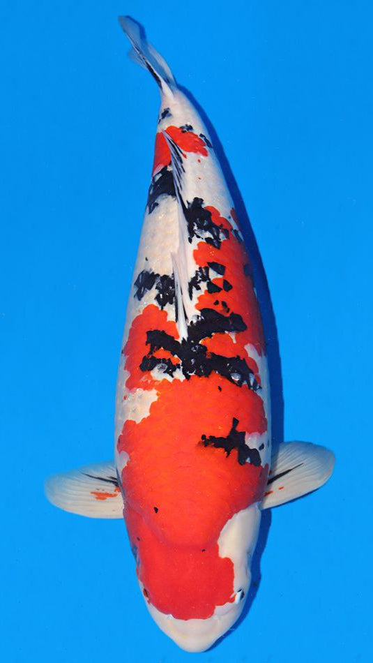 Koi Image