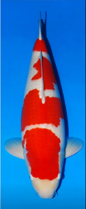 Koi Image