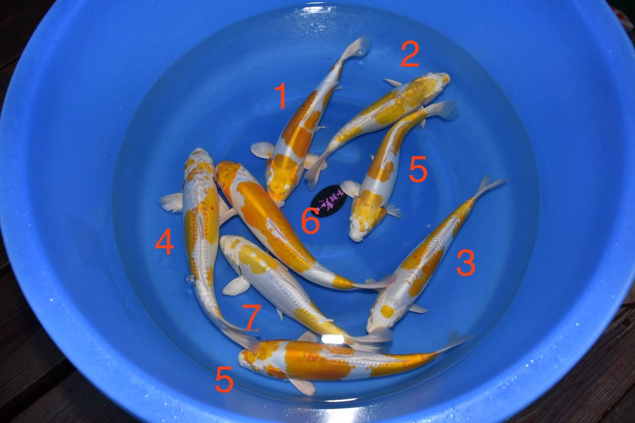 2024 Koda Fall Harvest Koi B-2