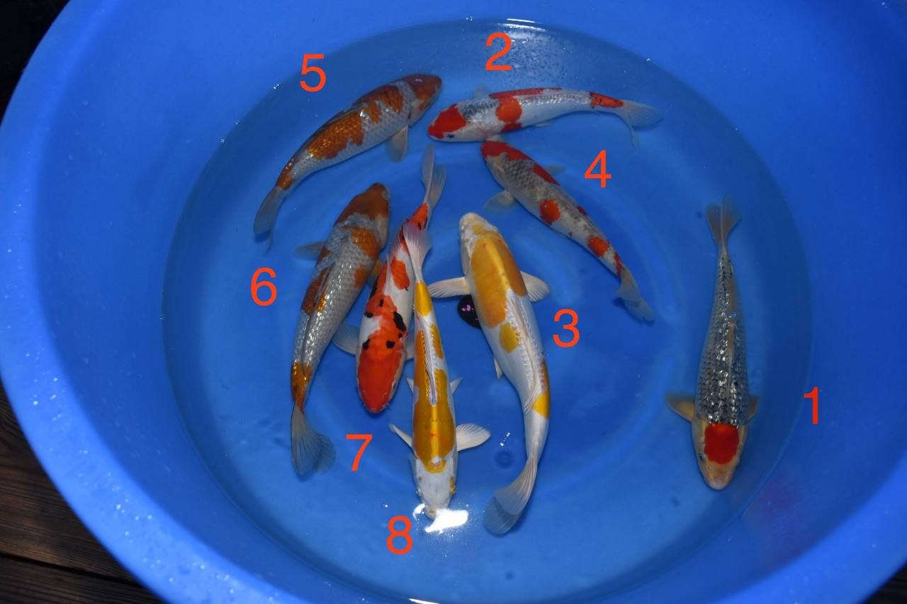 2024 Koda Fall Harvest Koi B-4