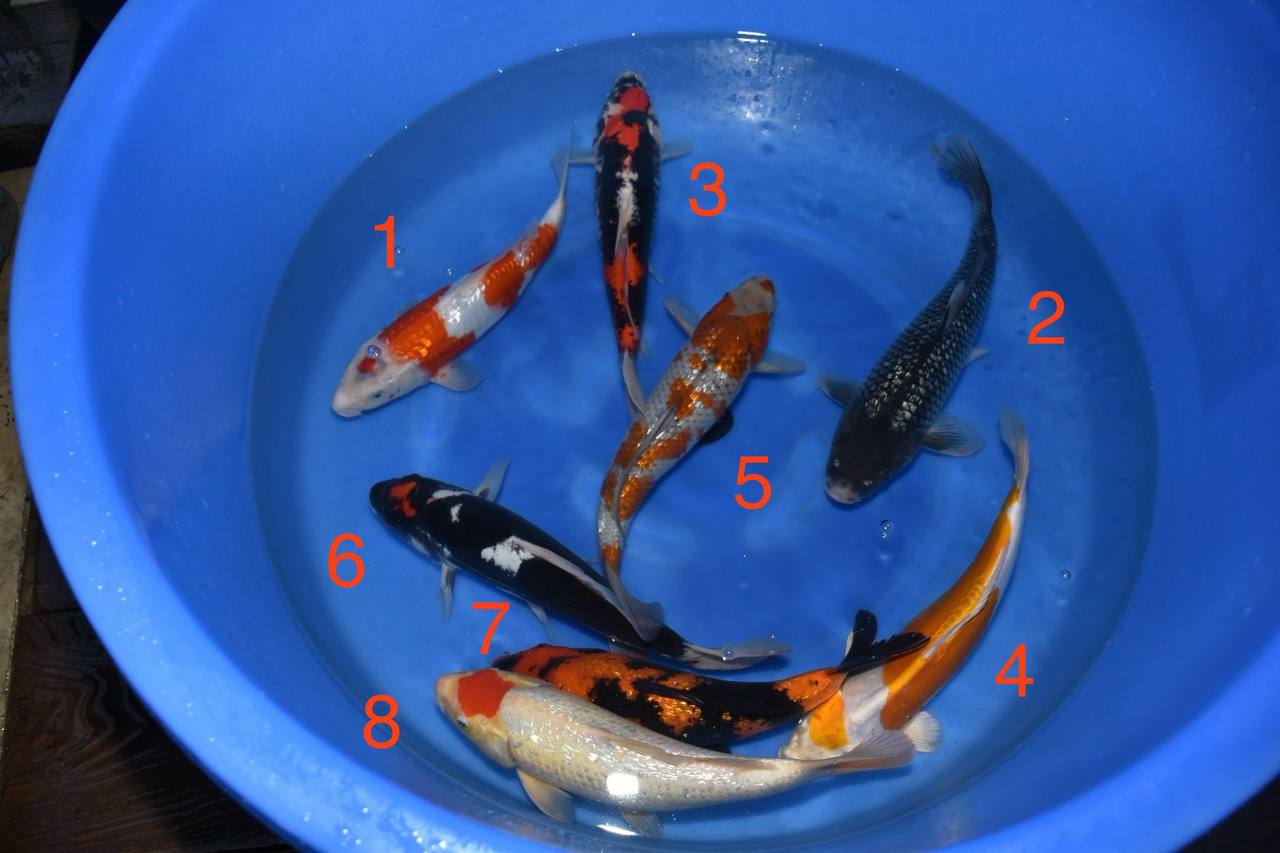 2024 Koda Fall Harvest Koi B-5