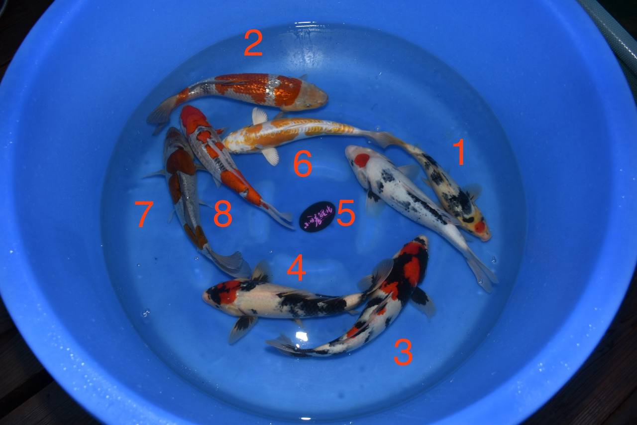 2024 Koda Fall Harvest Koi B-9