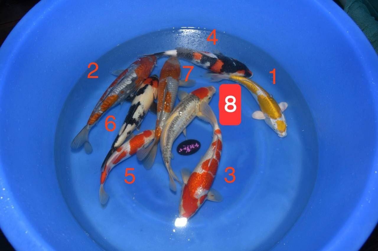 2024 Koda Fall Harvest Koi B-11