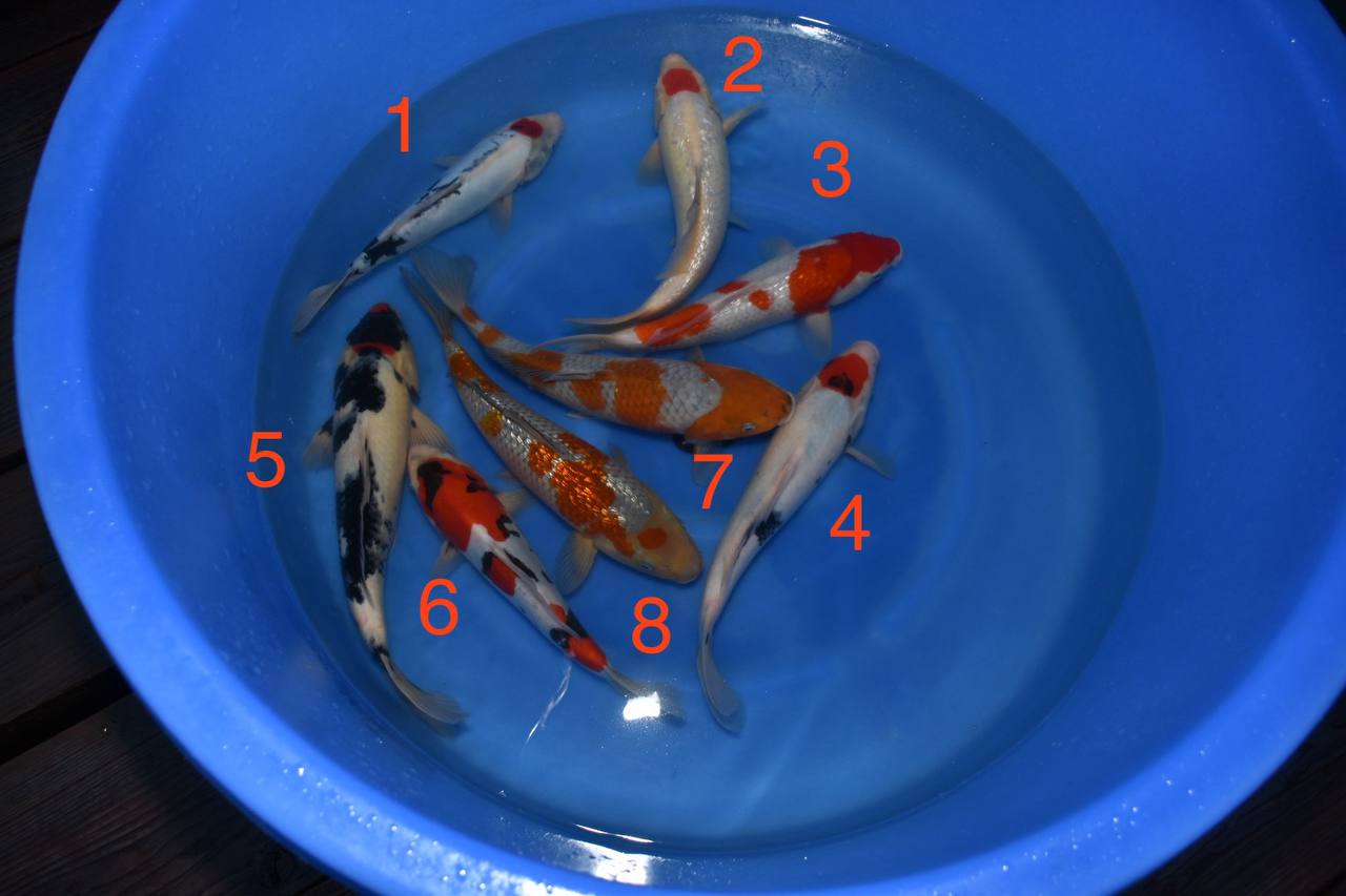 2024 Koda Fall Harvest Koi B-12