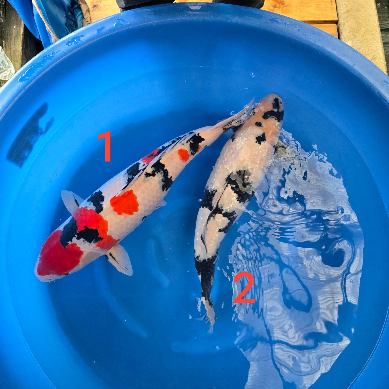 2024 Koda Fall Harvest Koi B-21