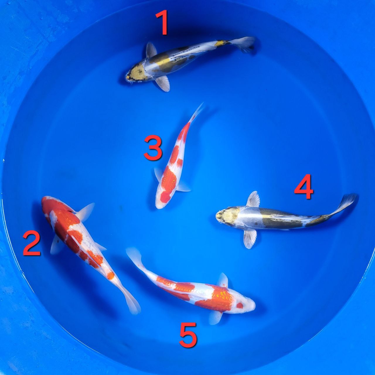 「高評価！」注目のレビュ 2024 Fall Harvest Koi テープ・マスキングテープ