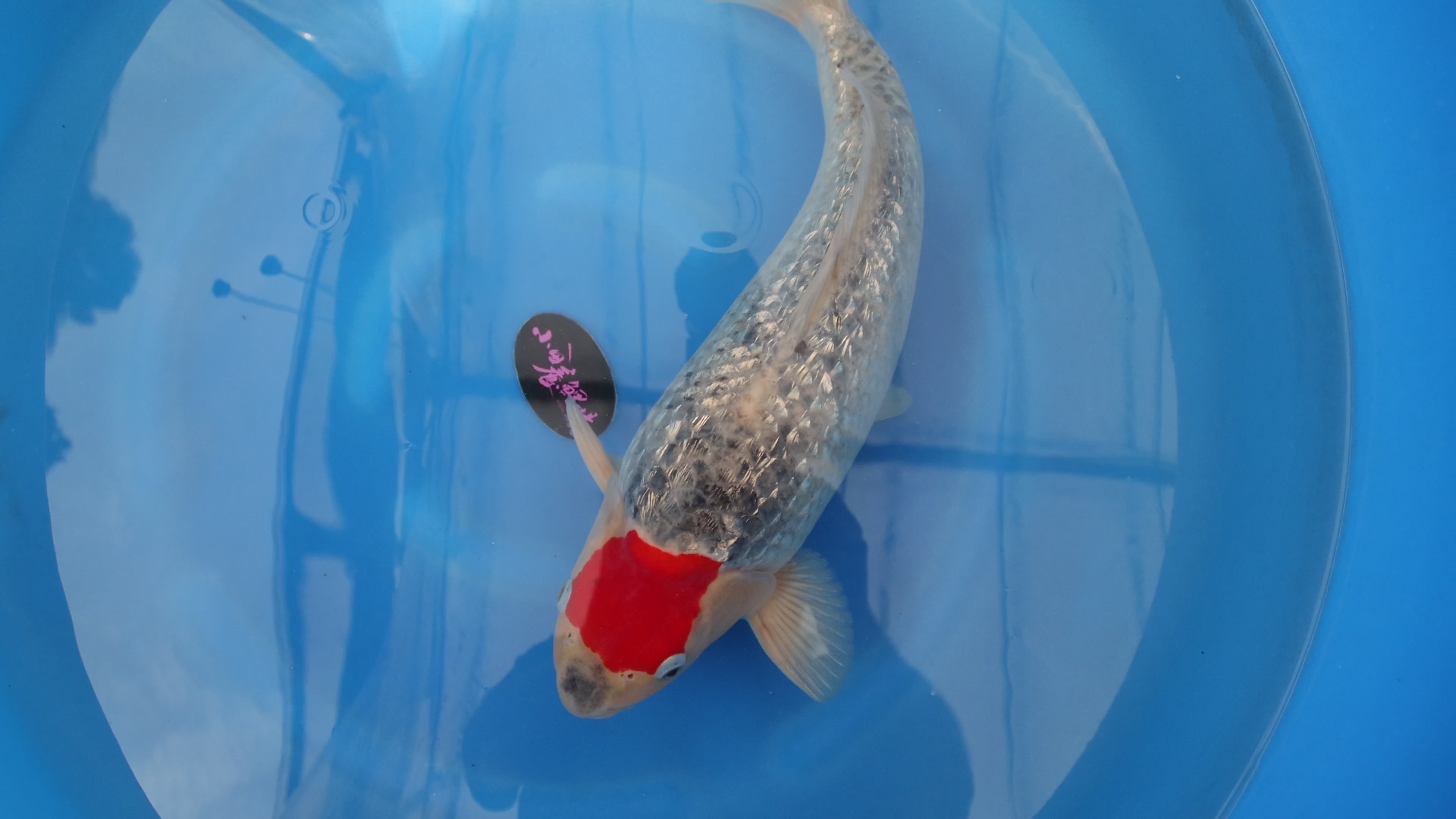 Goshiki (Five Colors) Koi 55cm (22