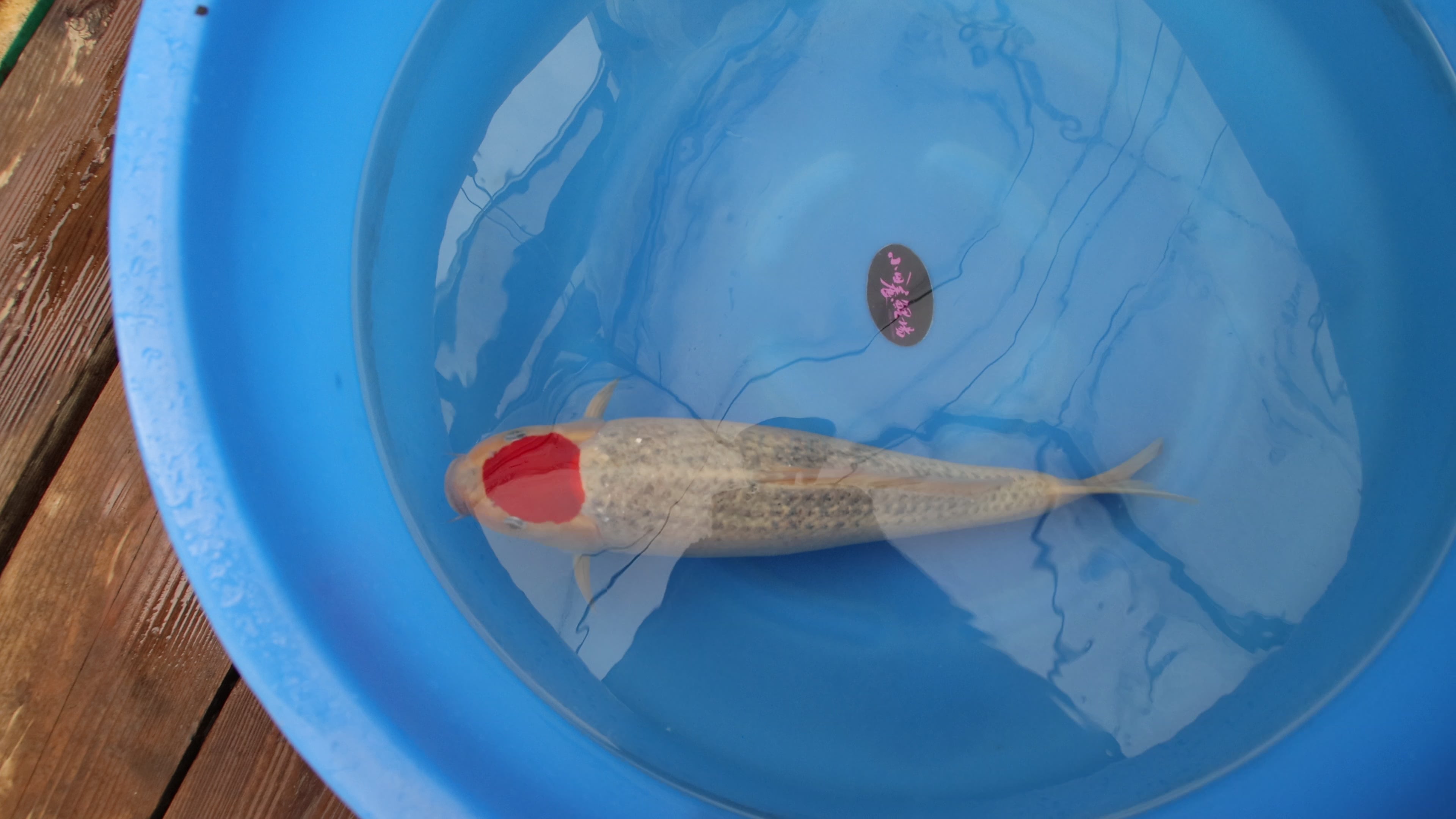 Goshiki (Five Colors) Koi 55cm (22