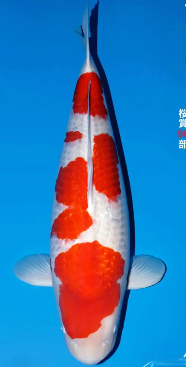 Koi Image
