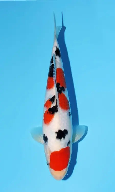 Koi Image